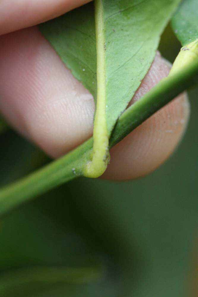              Petiole (Riverside, CA)       
